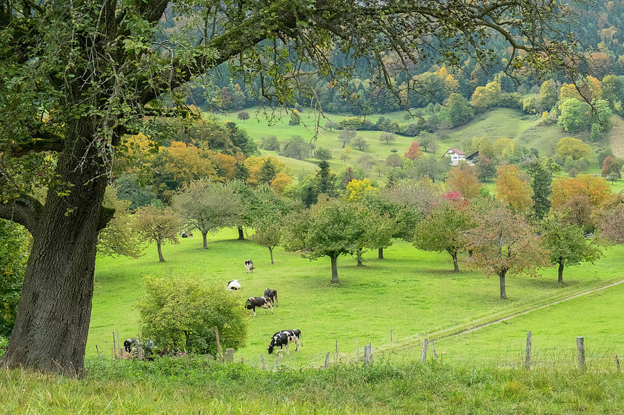 peaceful pasture ramona murdock